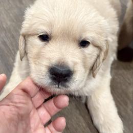 Donner - Light golden male Golden Retriever puppy in Seville, Ohio from Retriever Ranch