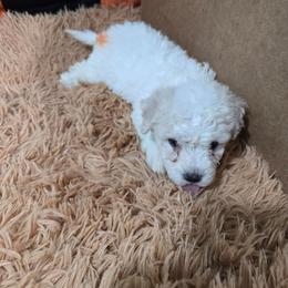 Olive - White female Bichon Frise puppy in Neosho, Missouri from Cooley's Cuddle Pups