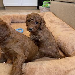 Girl 1 - Red female Cavapoo puppy in Sugarcreek, Ohio from True Hearted Doodles