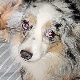 Smokey - Toy Australian Shepherd