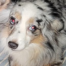 Smokey - Toy Australian Shepherd