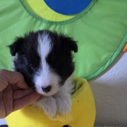 Shetland Sheepdog Puppies from Spring Valley shelties