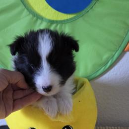 Shetland Sheepdog Puppies from Spring Valley shelties