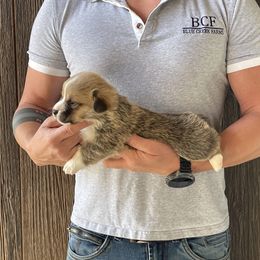 Tulip - Male 3 - Red male Pembroke Welsh Corgi puppy in Jefferson, South Carolina from Blue Creek Farms