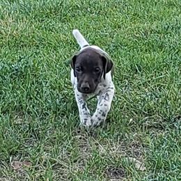 German Shorthaired Pointer Puppies from Cozy's GSPs