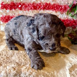 Cosmo- black boy - Blue merle male Aussiedoodle puppy in Midlothian, Texas from Gray Doodles