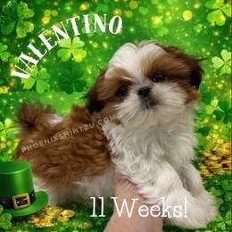 Valentino - Red and white male Shih Tzu puppy in Hayden, Idaho from Phoenix Shih Tzu