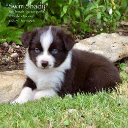 Swim Shady - Red tri male Miniature Australian Shepherd puppy in Evant, Texas from Lazy VT Bar Ranch