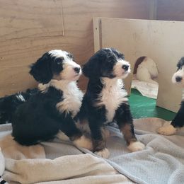 Bernedoodle Puppies from Beloved Bernedoodles of North Dakota