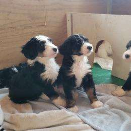 Bernedoodle Puppies from Beloved Bernedoodles of North Dakota