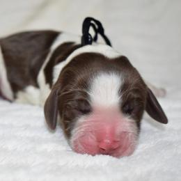 Olaf - Liver and white male English Springer Spaniel puppy in Chapmansboro, Tennessee from Balthrop Bend Farms
