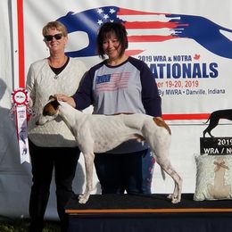 Whippet All Grown Up from Jamminwhippets