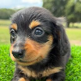 Longhair Boy 3500 - Black and tan male Dachshund puppy in Apopka, Florida from The HotDog Stand