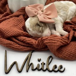 Girl 1 - Parti Goldendoodle puppy in Blanchard, Oklahoma from I Dream of Doodles