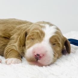 Assorted Doodle Crosses, Bernedoodles, and Goldendoodles from Vandenbark Doodles