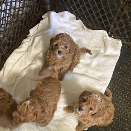 Cavapoos from New England Cavapoos
