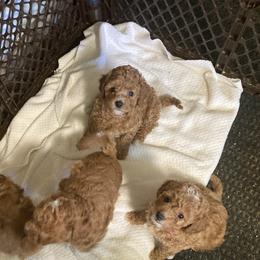 Cavapoos from New England Cavapoos