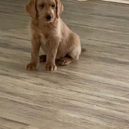 Labradoodles from Loveable Labradoodles