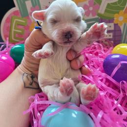 Marshmallow - White male Maltipoo puppy in Sahuarita, Arizona from Cowgirl's Legacy Maltipoos