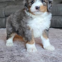 Oscar - Merle male Bernedoodle puppy in Port Orange, Florida from Royal doodles of Florida