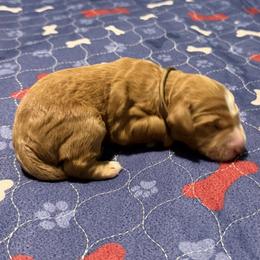Brown collar - Red  male Goldendoodle puppy in Landis, North Carolina from Shelbys Doodle Farm