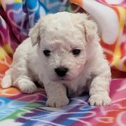 Maxx (red boy) - White male Bolognese puppy in San Antonio, Texas from My Regal Bolognese