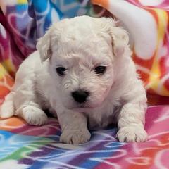 Maxx (red boy) - White male Bolognese puppy in San Antonio, Texas from My Regal Bolognese