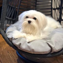 Leona's One in a Million Oscar - White male Maltese puppy in Chicago, Illinois from Leona's Maltese