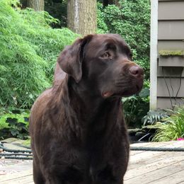 Lizzy - Labrador Retriever