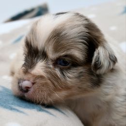 Mr. Crawley - Red merle male Miniature American Shepherd puppy in Damascus, Oregon from Rebel Soul Minis
