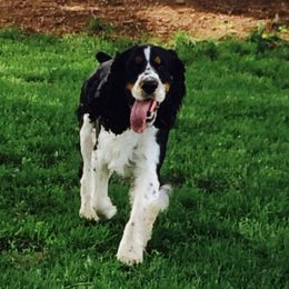 English Springer Spaniels from FourB Farm LLC.