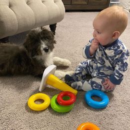 Miniature Australian Shepherd Puppies from Lockhart Mini Aussies