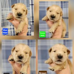 Laney Male - Golden male Golden Retriever puppy in Wauseon, Ohio from Golden Sunrise Retrievers