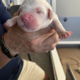 Light Blue Boy - Light golden male Golden Retriever puppy in Peoria, Arizona from Westwing Retrievers