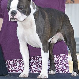 Boston Terriers from Moonstone Magic Boston Terriers
