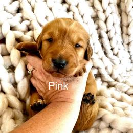 Pink - Dark golden female Golden Retriever puppy in Calistoga, California from Willow’s AKC Golden Retrievers