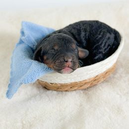 Saturn - Black and tan male Cockapoo puppy in Pledger, Texas from Sugarbear Cockapoos