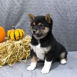 Sonny - Black and tan male Shiba Inu puppy in Arcola, Illinois from Highline Puppies