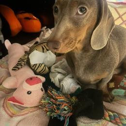 Casie - Dachshund