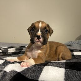 Male 1 - Fawn male Boxer puppy in Prestonsburg, Kentucky from Bre’s Boxers