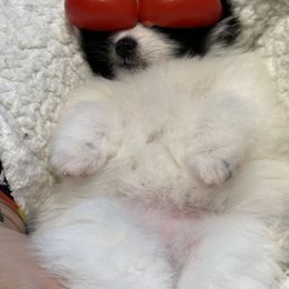 Pomeranian Puppies from Heartlove Poms