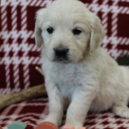 Mason - Light golden male Golden Retriever puppy in Fredericksburg, Ohio from Golden family companion's