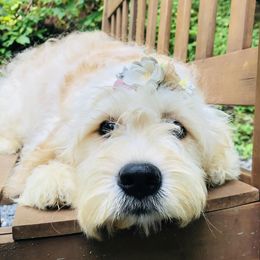 Cavapoos and Goldendoodles from Rockbridge Puppies