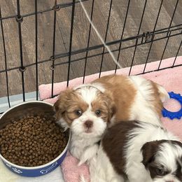 Male 2 - Gold and white male Shih Tzu puppy in Kissimmee, Florida from Bebe AKC Puppies