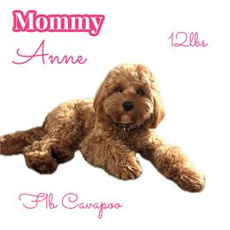 Anne - Cavapoo