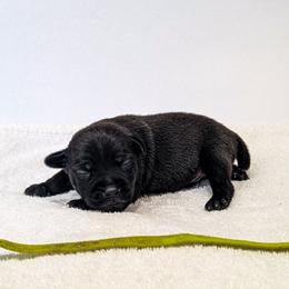 Nipsey Daiser - male Patterdale Terrier puppy in Yucaipa, California from Moormont Kennels