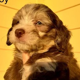 Goldendoodles and Poodles from Jade’s Paws & Co. Of Miami LLC