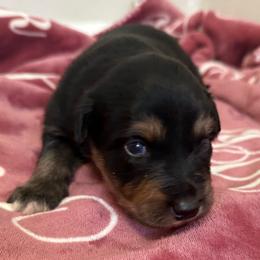 Mulan - Black tri-color female Australian Shepherd puppy in East Hartford, Connecticut from CT Aussies