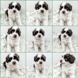 Bernedoodle, Goldendoodle, and Golden Mountain Doodle Puppies from Magic Valley Family Doodles