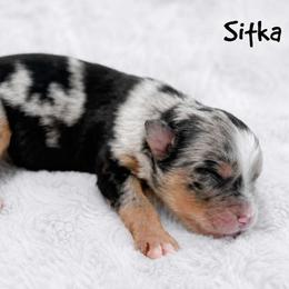 Sitka - Blue merle female Miniature Australian Shepherd puppy in Garden Plain, Kansas from Krazy K Aussies